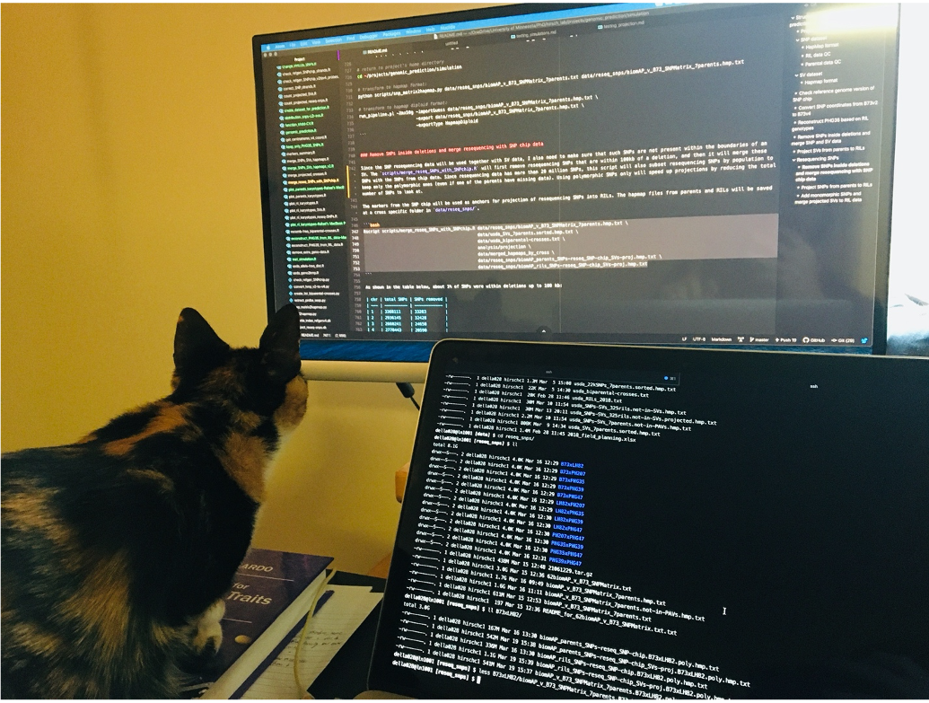 My cat Guida in reading my code on the computer