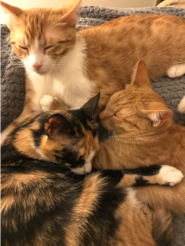 My three lovely cats