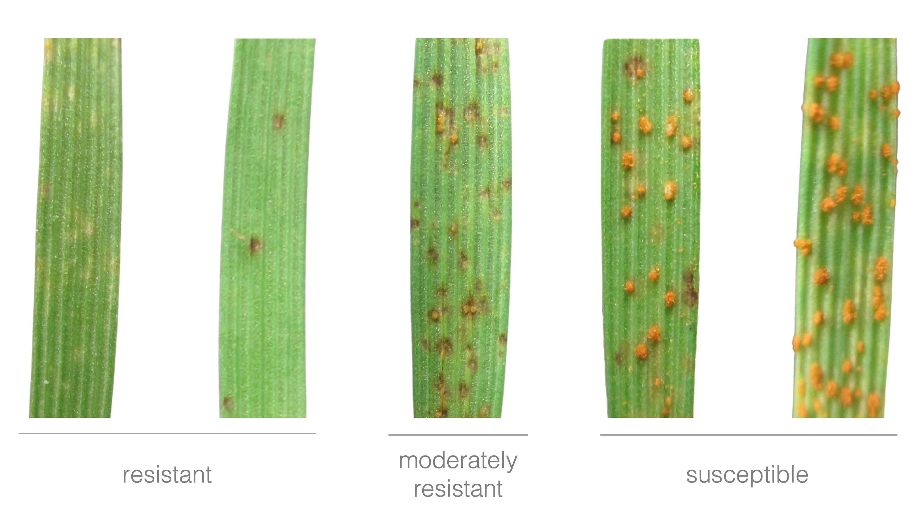 Brachy plants inoculated with stem rust