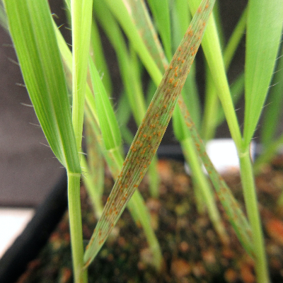 Nonhost resistance in plants - part II