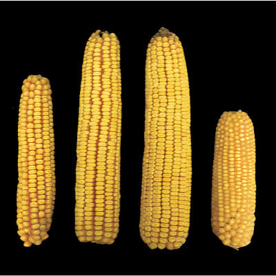 Heterosis, gene expression and structural variation