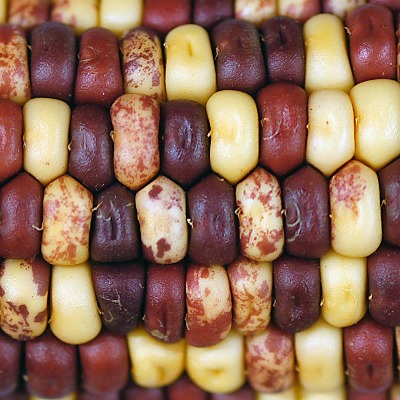 Transposons in a maize population